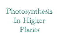 Photosynthesis.pdf